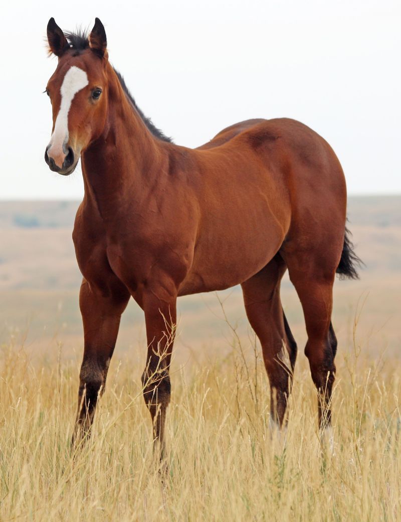 012 - Fire Fox Doll filly